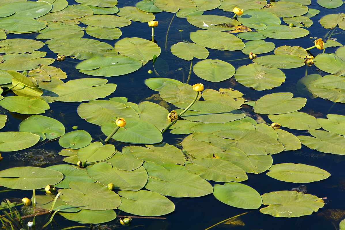 Image of Nuphar lutea specimen.