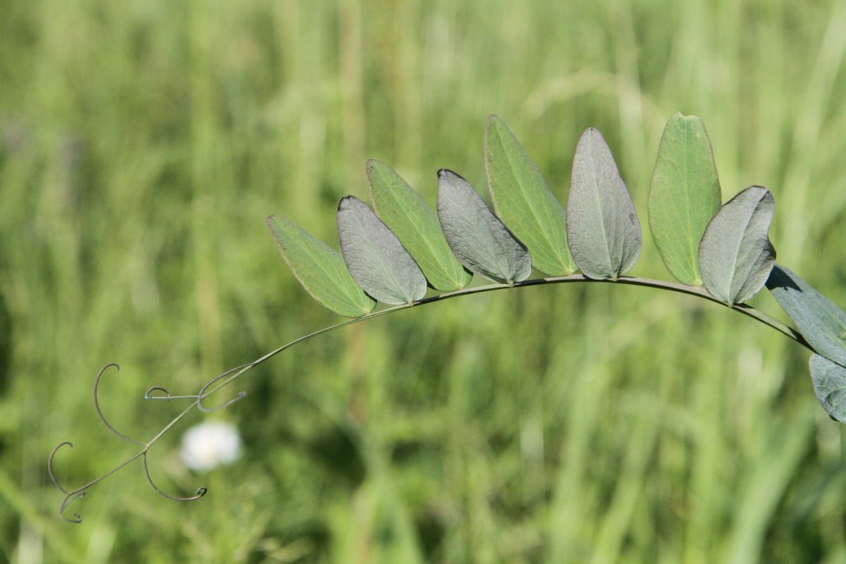 Image of Lathyrus pisiformis specimen.