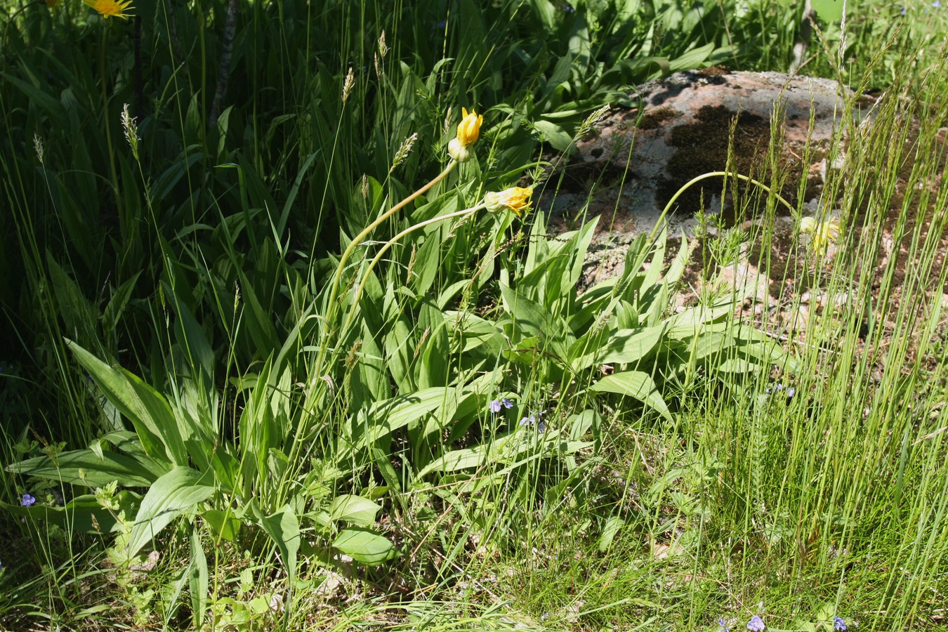 Image of Scorzonera humilis specimen.