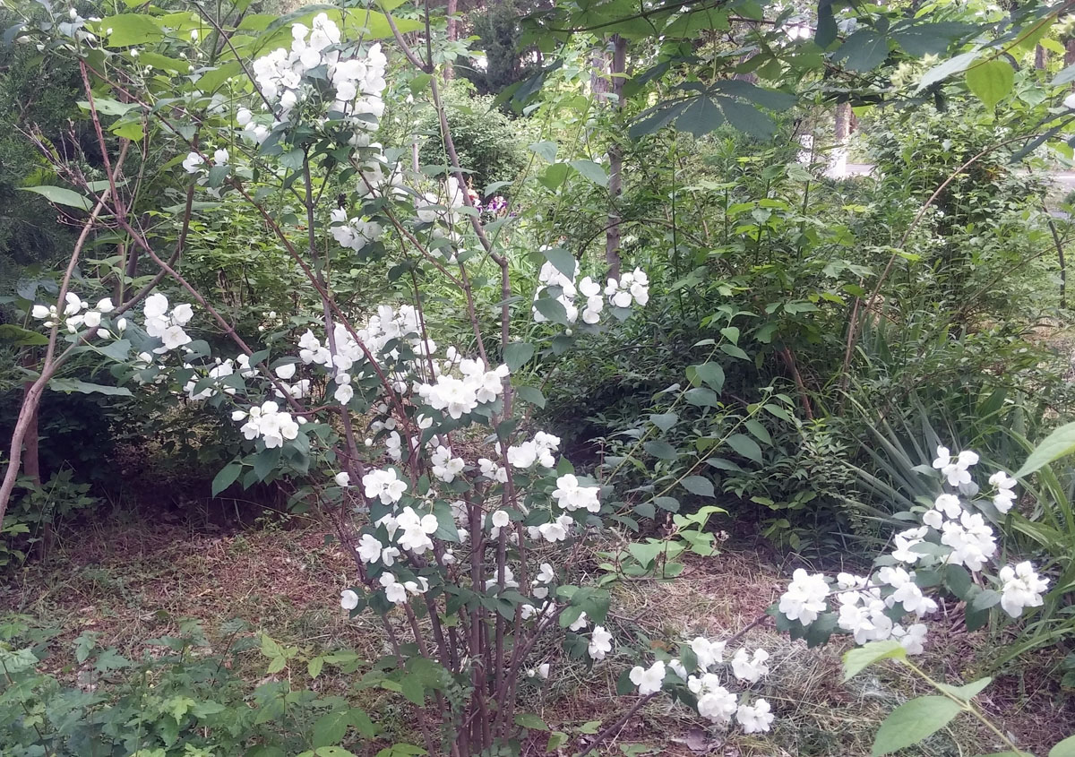 Image of Philadelphus inodorus specimen.