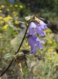 Campanula trachelium. Верхушка цветущего растения. Испания, автономное сообщество Каталония, провинция Барселона, комарка Бергеда, муниципалитет Сальдес, подножие горы Педрафорка, окр. смотр. площадки \"Гресолет\", 1557 м н.у.м., подножие каменистого склона северной экспозиции. 16.07.2020.