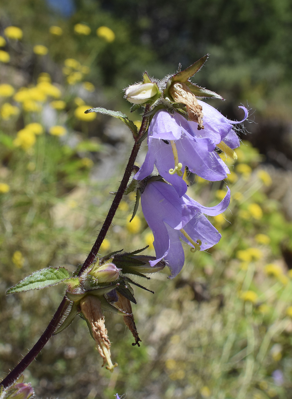 Image of Campanula trachelium specimen.