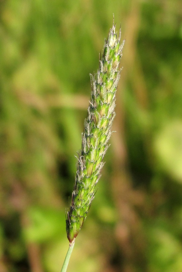 Image of Alopecurus geniculatus specimen.