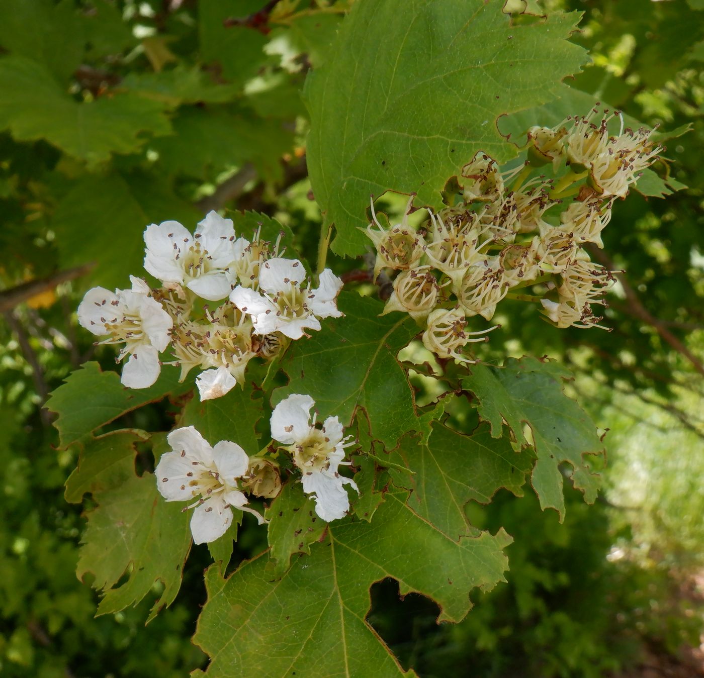 Изображение особи Crataegus chlorocarpa.