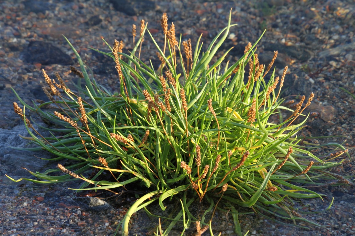 Image of Plantago maritima specimen.