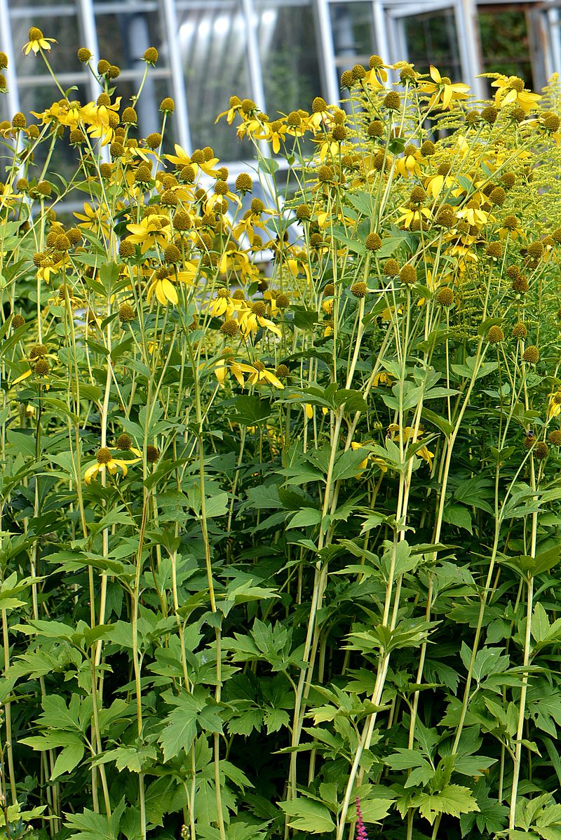 Изображение особи Rudbeckia laciniata.