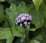 genus Saussurea. Общее соцветие. Республика Алтай, Усть-Коксинский р-н, долина р. Куйгук, окр. водопада Куйгук. 29 июля 2020 г.