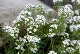 Lobularia maritima