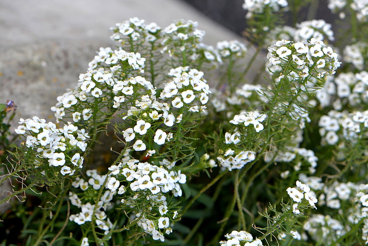 Image of Lobularia maritima specimen.