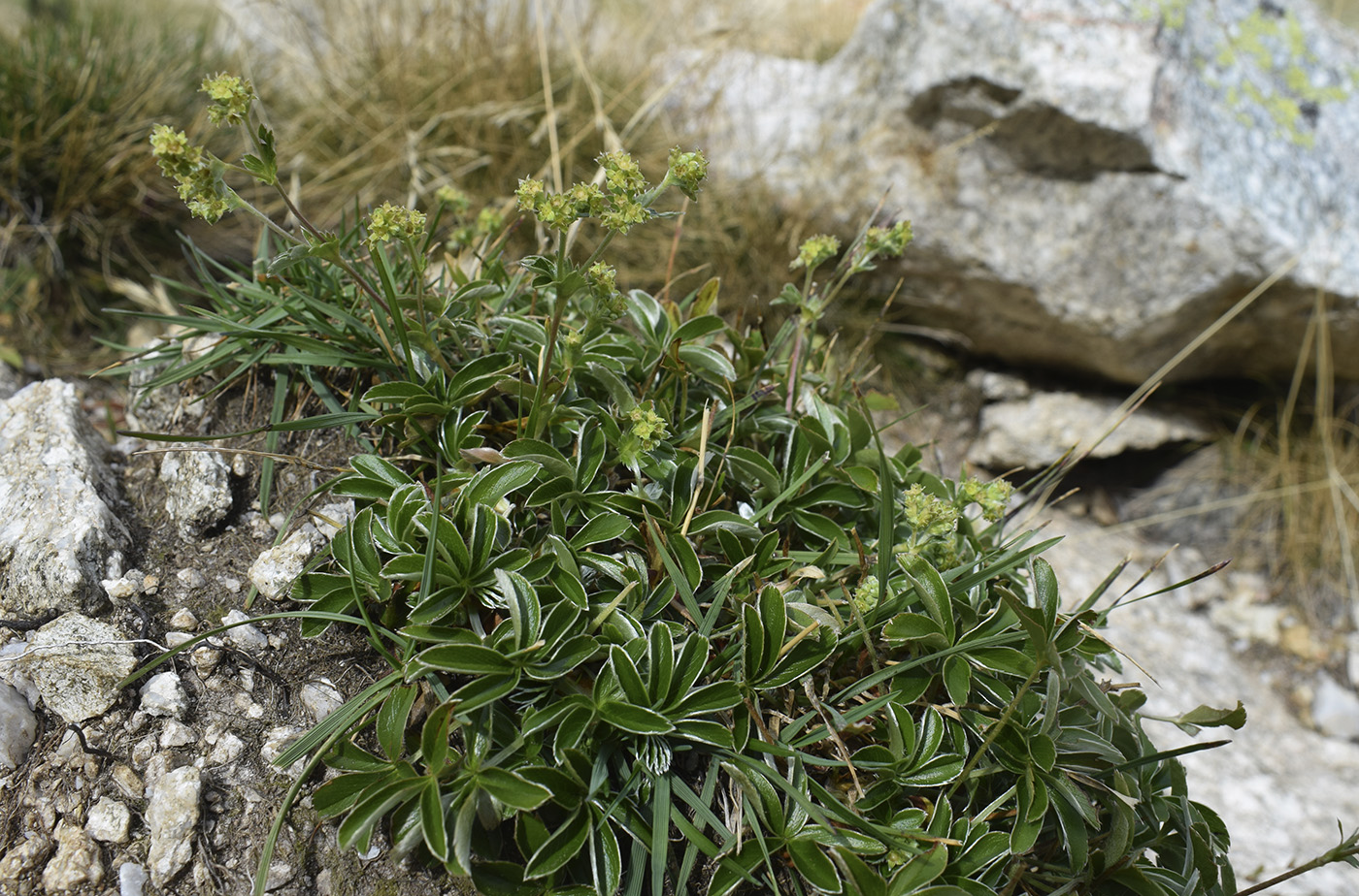 Изображение особи Alchemilla alpina.