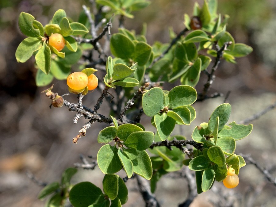 Изображение особи Lonicera microphylla.