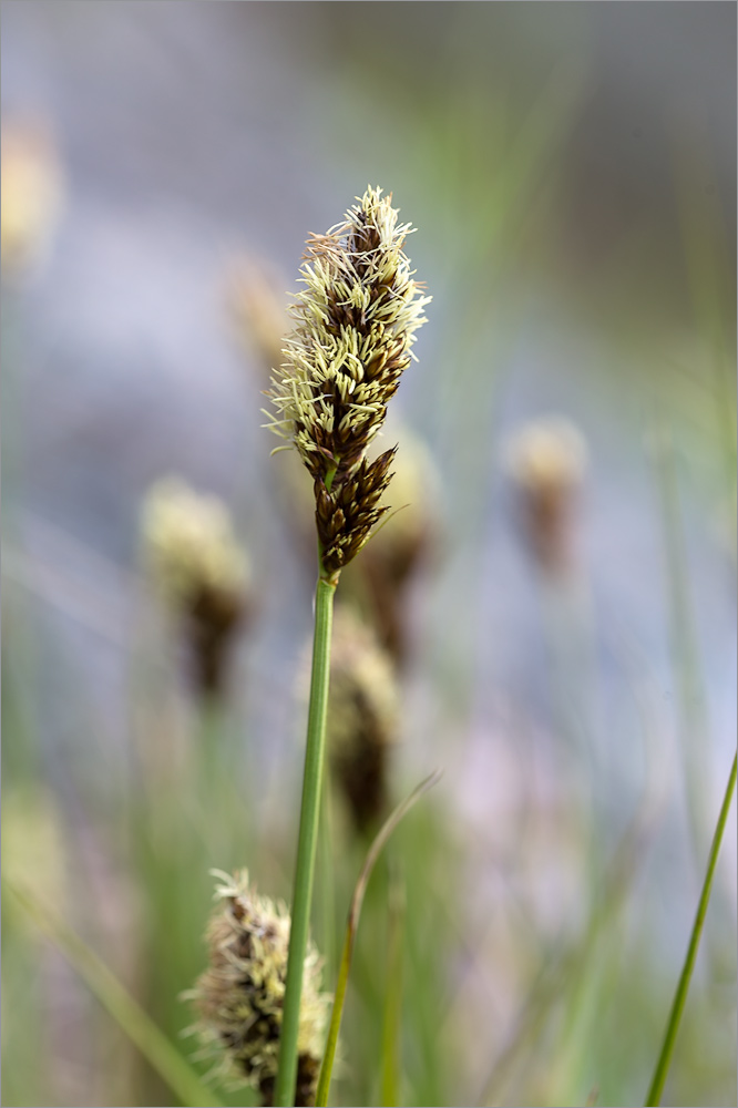 Изображение особи Carex appropinquata.
