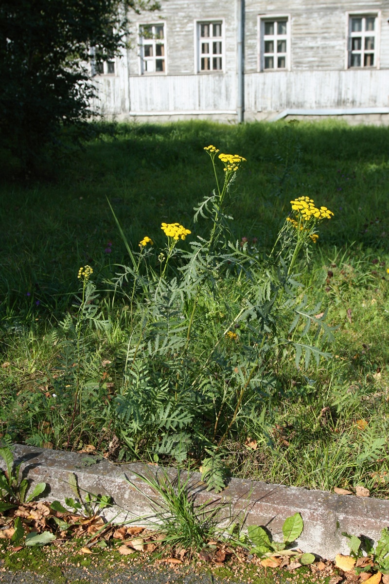 Image of Tanacetum vulgare specimen.