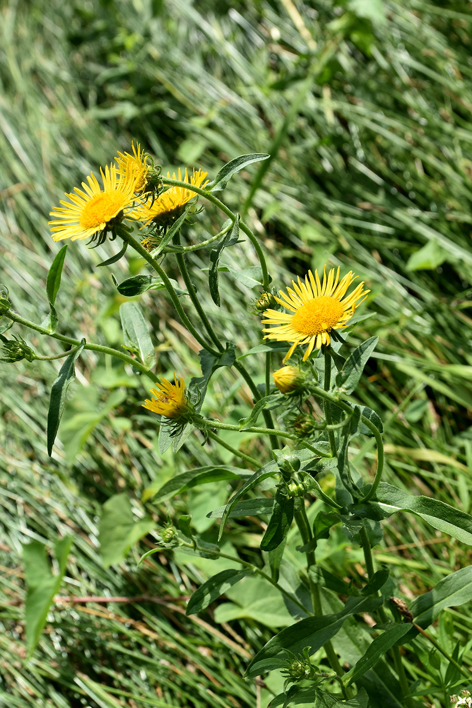 Изображение особи Inula britannica.