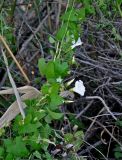 Calystegia sepium. Часть побега с цветком и бутонами на сухом побеге Phragmites australis. Астраханская обл., Лиманский р-н, окр. с. Воскресеновка, берег ерика Семёновский банк, прибрежные заросли кустарников. 20.08.2020.