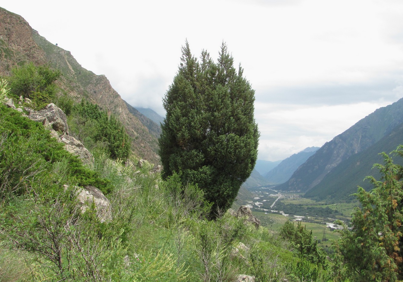 Image of Juniperus oblonga specimen.