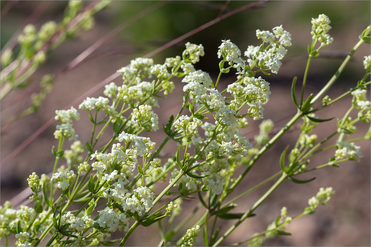 Image of Galium boreale specimen.