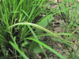 род Carex