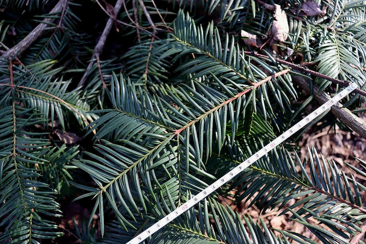 Image of Torreya nucifera specimen.