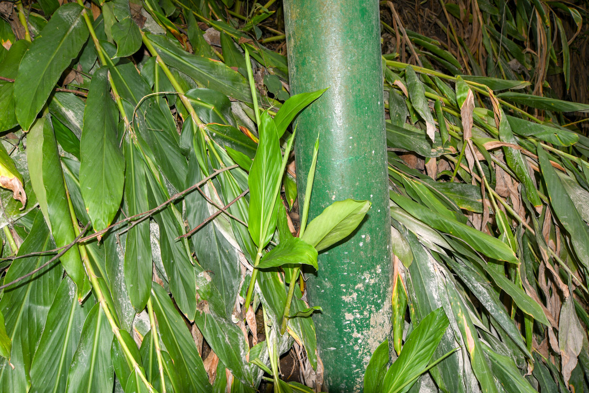 Изображение особи Heliconia subulata.