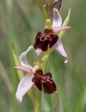 Ophrys mammosa subspecies caucasica. Цветки с некоторыми признаками Ophrys oestrifera (розовые листочки околоцветника, сложный рисунок губы). Краснодарский край, м/о город-курорт Анапа, окр. с. Большой Утриш, можжевеловый лес. 3 мая 2021 г.