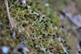 Ptilidium pulcherrimum