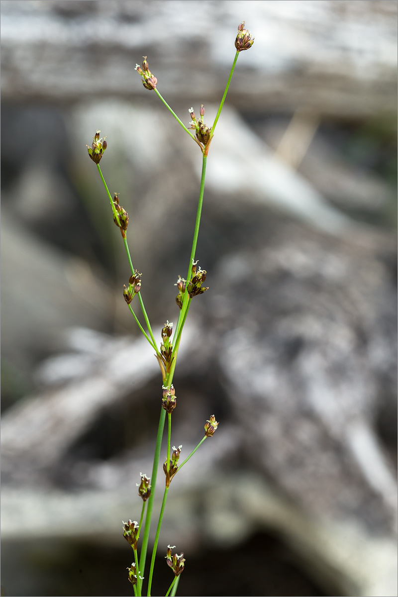 Изображение особи Juncus nodulosus.