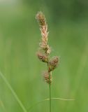 Carex disticha
