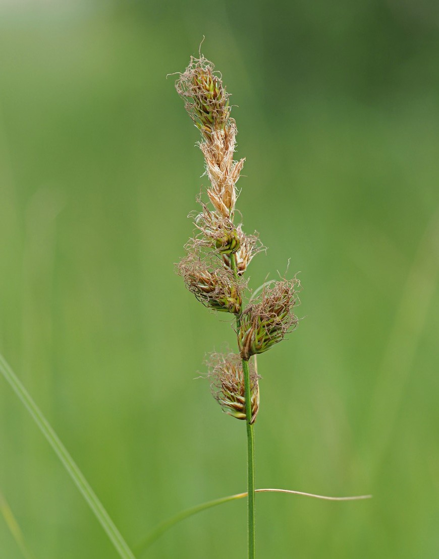 Изображение особи Carex disticha.