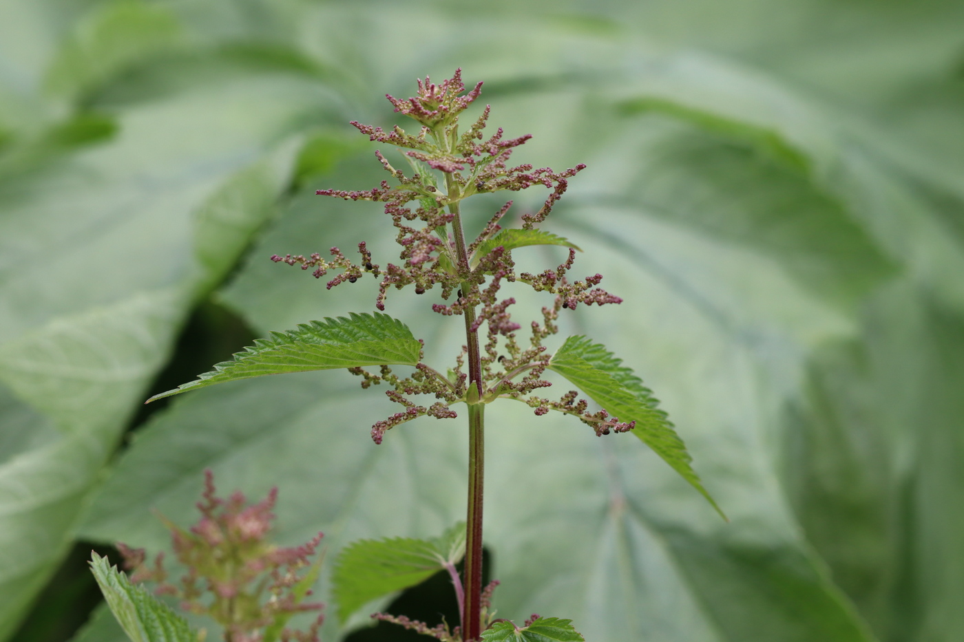 Изображение особи Urtica dioica.