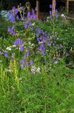 Aconitum ambiguum