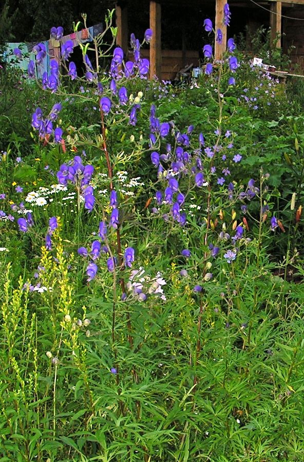 Изображение особи Aconitum ambiguum.