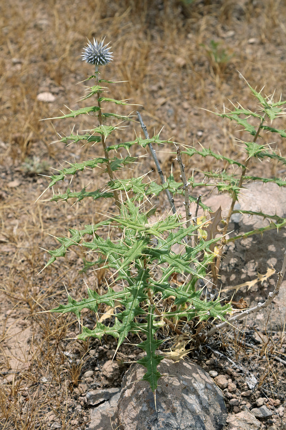 Изображение особи Echinops lipskyi.