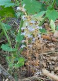 genus Phelipanche. Цветущее растение, паразитируещее на корнях Leonurus quinquelobatus (слева). Краснодарский край, Крымский р-н, станица Неберджаевская, приусадебный участок, лужайка. 03.07.2021.