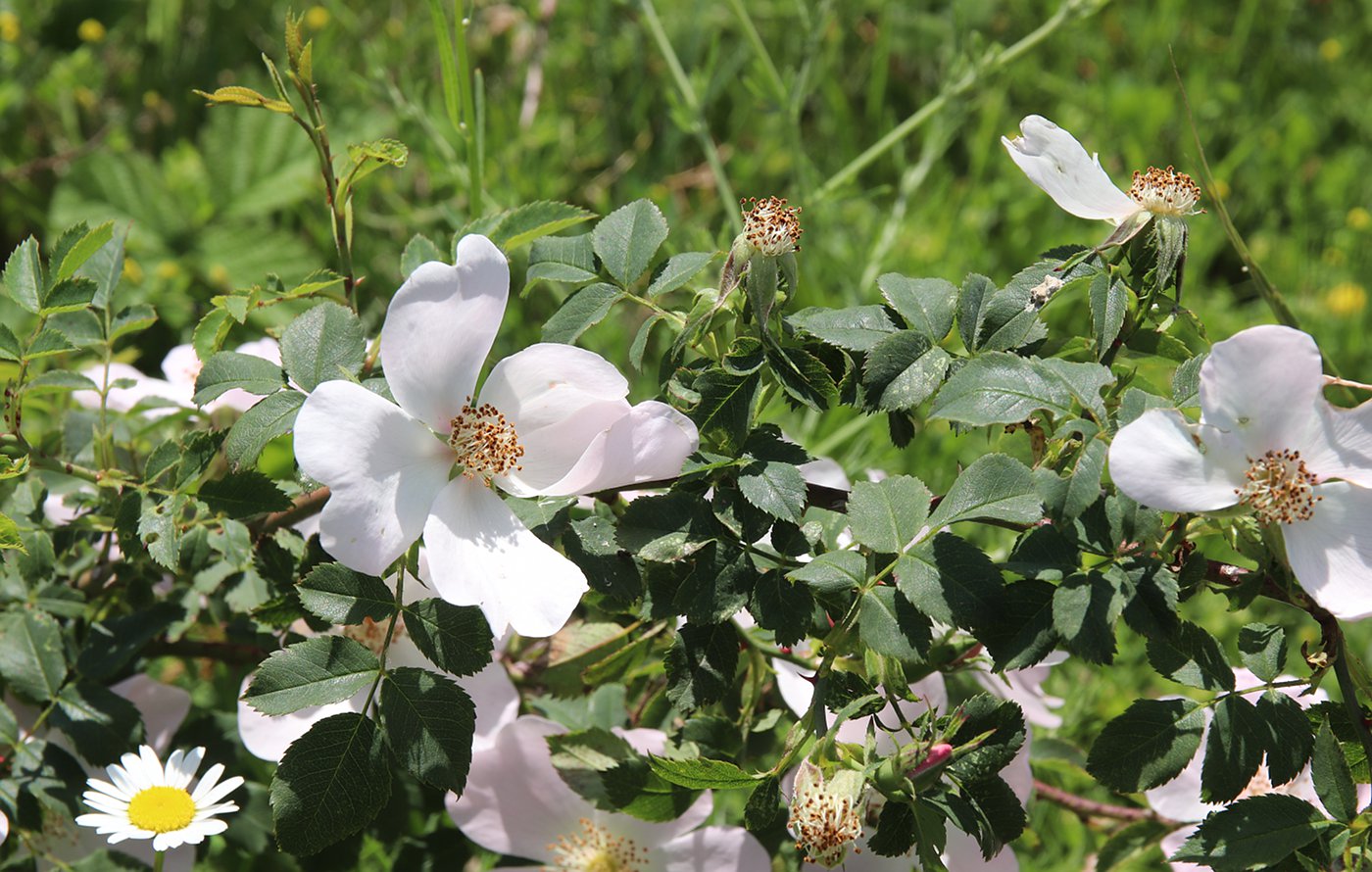 Изображение особи Rosa marginata.