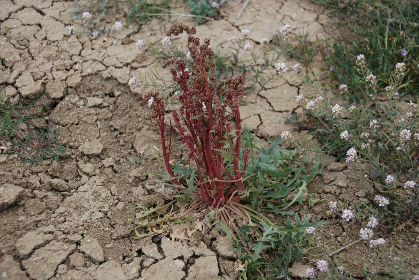 Image of Spinacia tetrandra specimen.