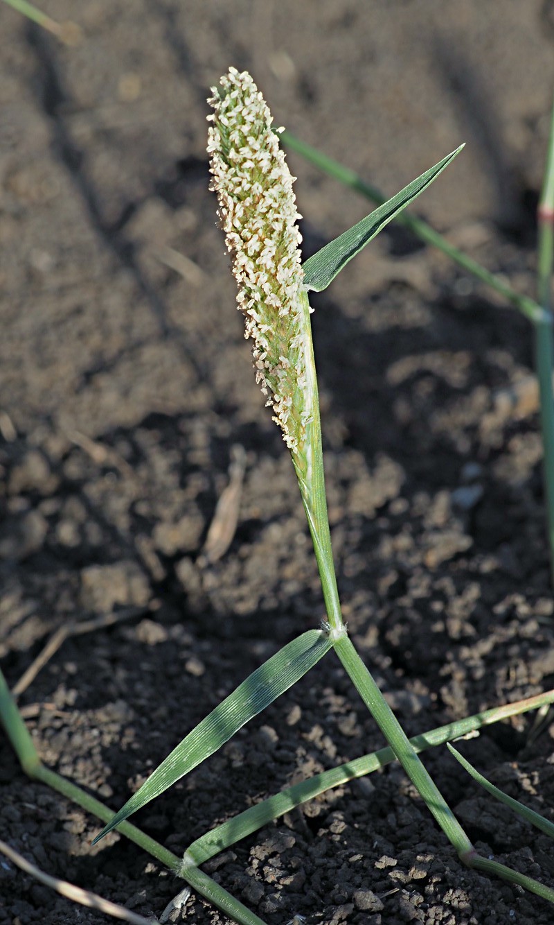 Image of Crypsis alopecuroides specimen.