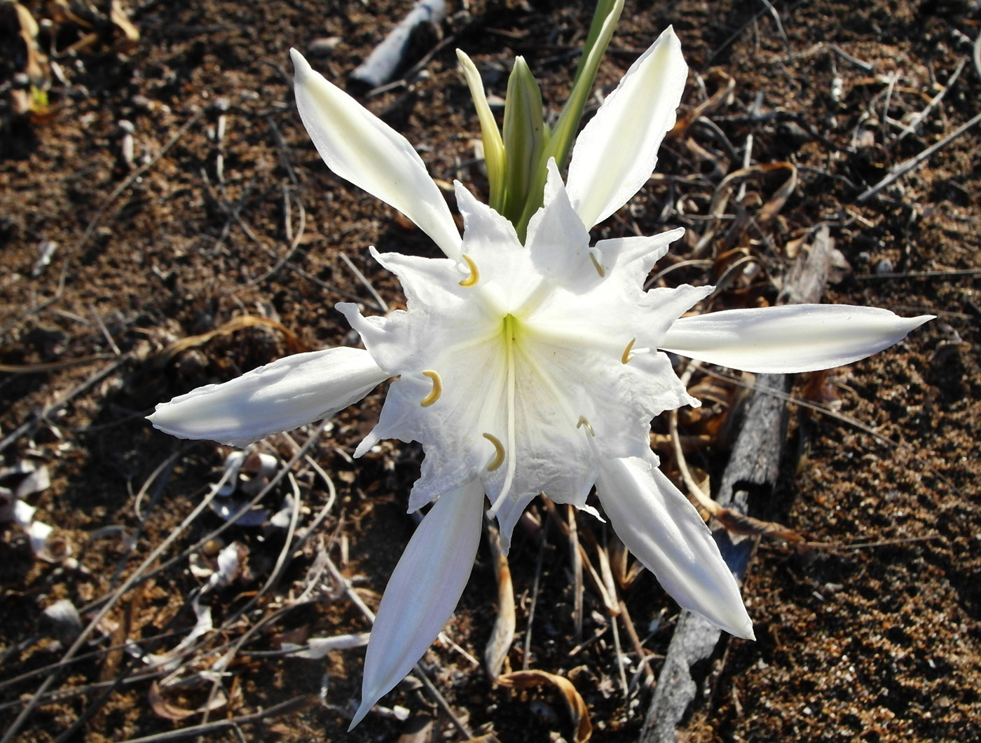 Image of Pancratium maritimum specimen.