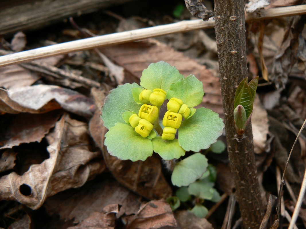 Image of Chrysosplenium pilosum specimen.