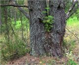 Sorbus aucuparia. Молодое растение, развивающееся в развилке ствола сосны (Pinus sylvestris). Владимирская обл., Сулогодский р-н, окр. дер Митино. 03.07.2021.