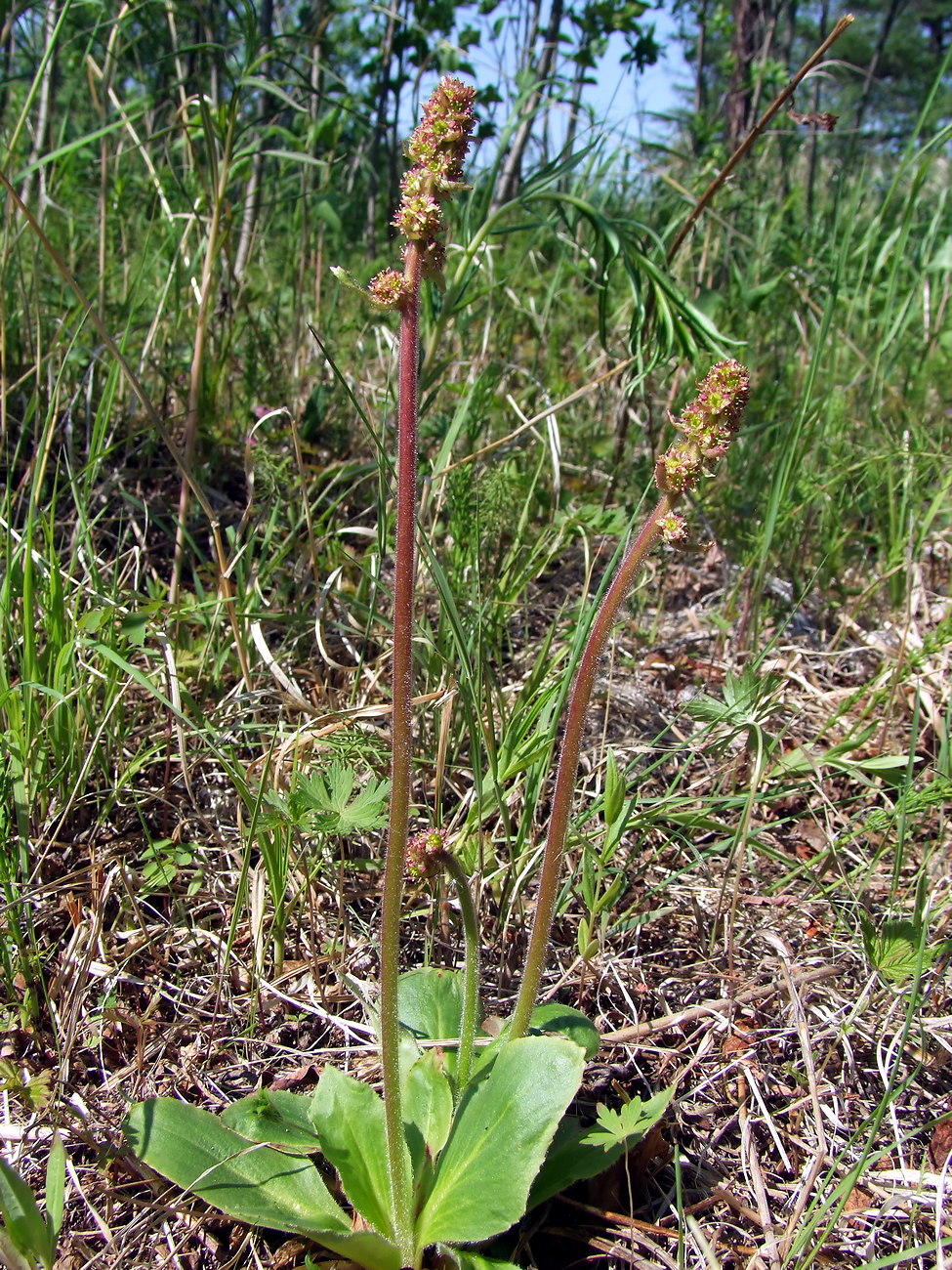 Изображение особи Micranthes hieraciifolia.