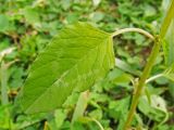 Amaranthus viridis