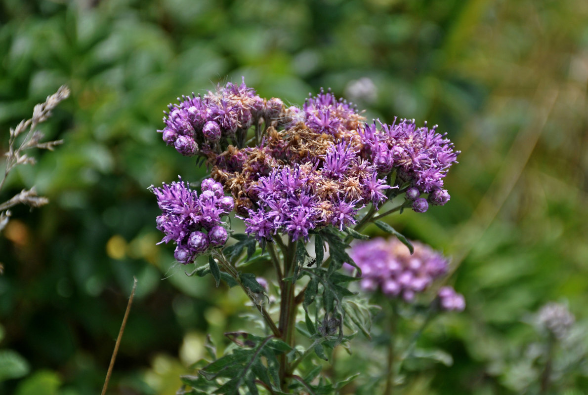 Изображение особи Saussurea pulchella.