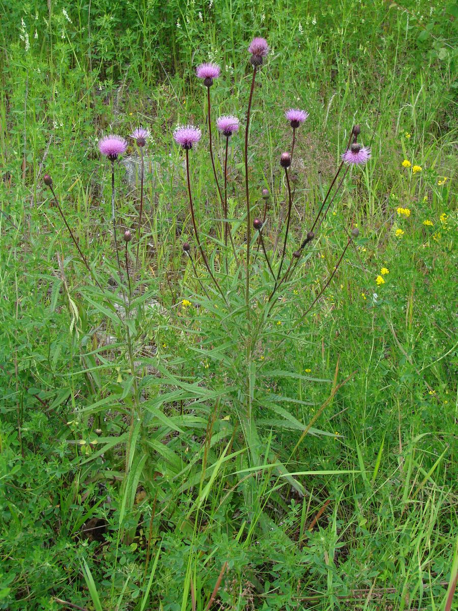 Image of Cirsium serratuloides specimen.