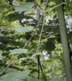 Ampelopsis brevipedunculata