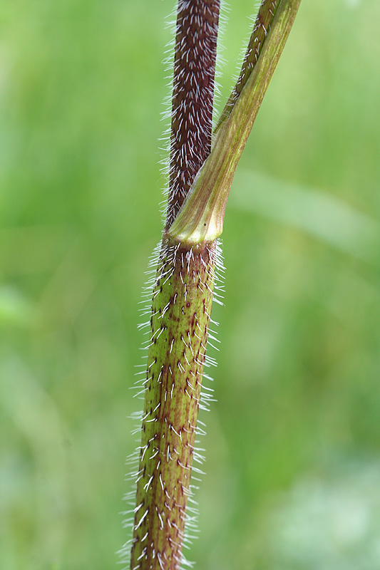 Изображение особи Chaerophyllum prescottii.