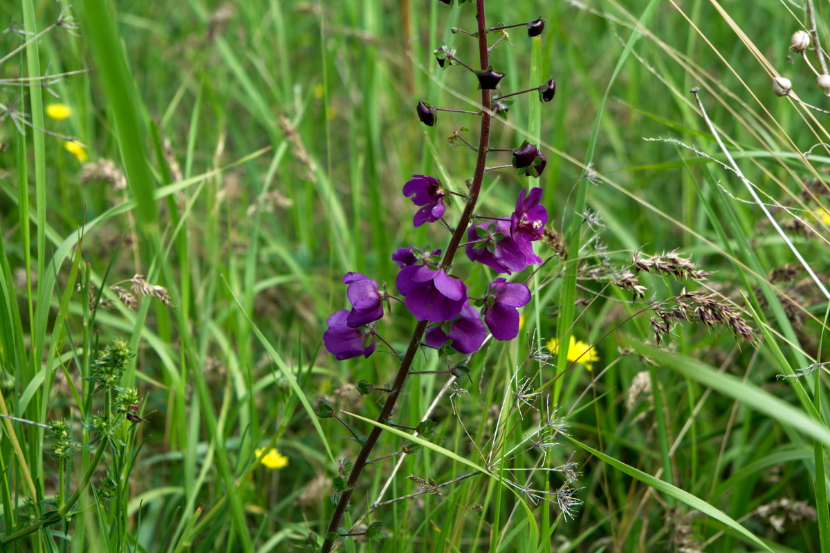 Image of Verbascum phoeniceum specimen.