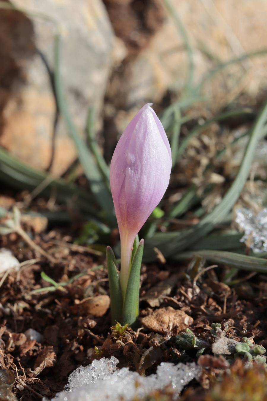 Image of Colchicum triphyllum specimen.