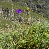 Campanula besenginica. Цветущее растение. Кабардино-Балкария, Черекский р-н, Кабардино-Балкарский высокогорный заповедник, Мижиргийское ущелье, ≈ 2400 м н.у.м., альпийский луг, кромка обрыва над глубоким каньоном ручья Гидан. 17.08.2021.