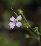 Geranium gracile